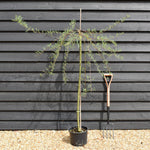 Salix purpurea 'Pendula' | Weeping Purple Willow - Height 130-150cm - 12lt