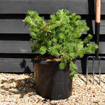 Pinus Banksiana Velda - Height 30-40cm - Width 40-50cm - 15lt