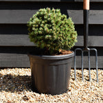 Pinus mugo 'Benjamin' - Height 20-25cm - Width 30-40cm - 8lt