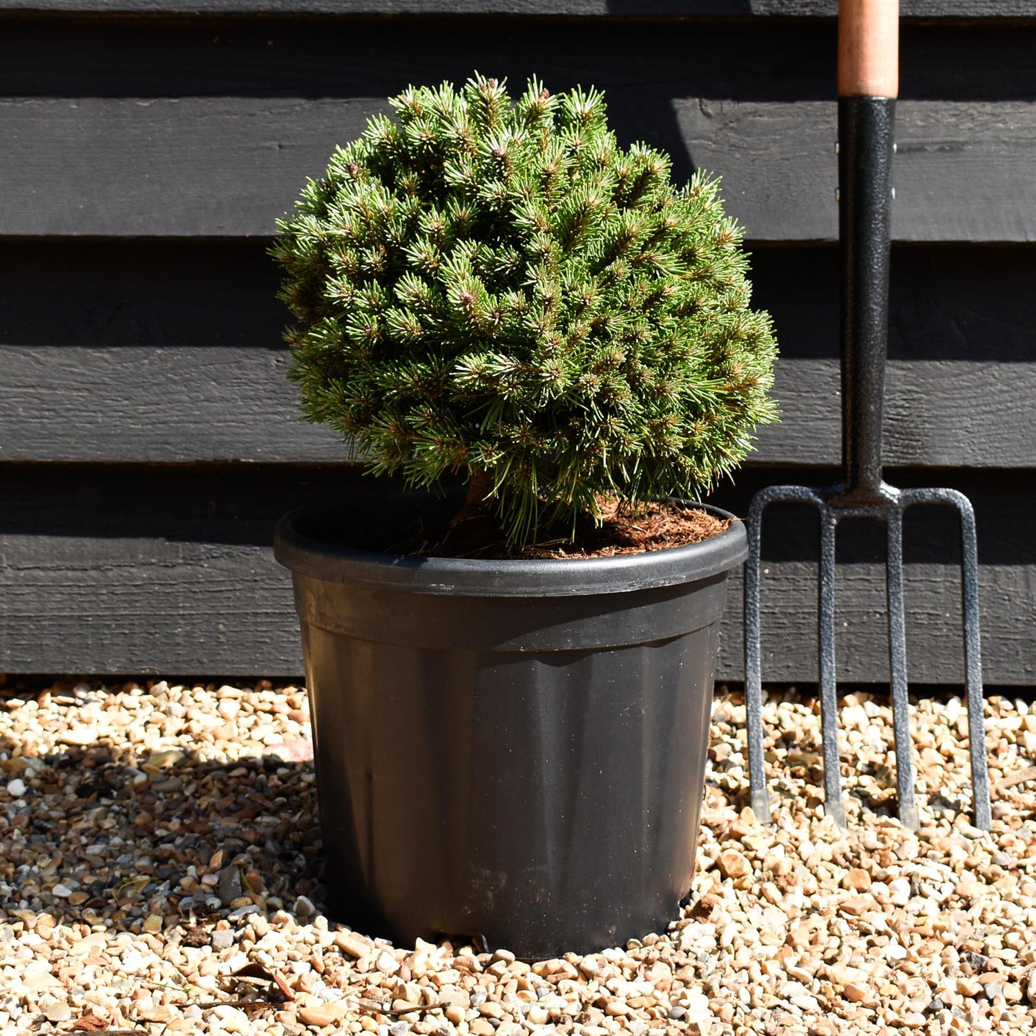 Pinus mugo 'Benjamin' - Height 20-25cm - Width 30-40cm - 8lt
