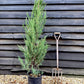 Juniperus scopulorum 'Blue Arrow' - 100/120cm, 10lt