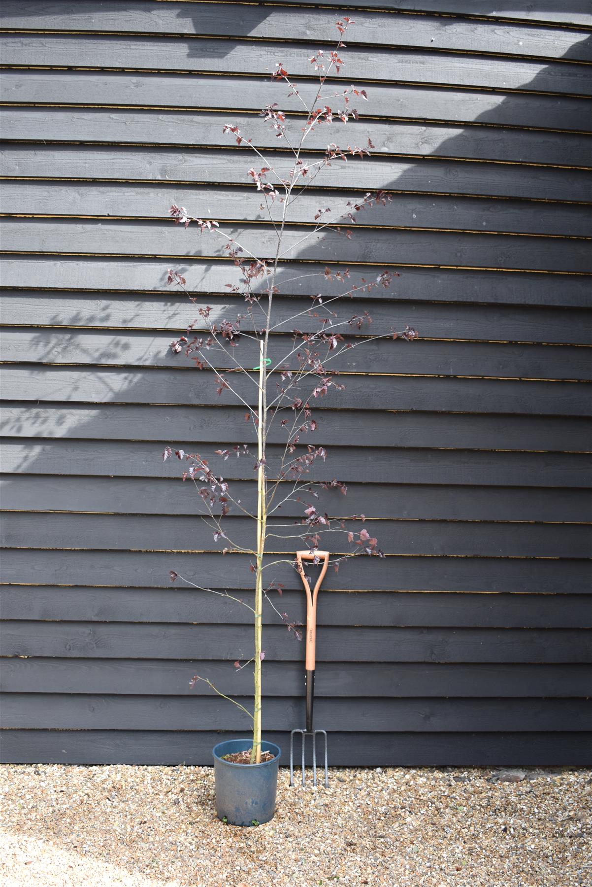 Betula Royal Frost| Purple leafed Birch - 240-260cm, 10lt