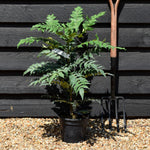 Mahonia media Charity | Oregon grape 'Charity' -Height 50-70cm - 5lt