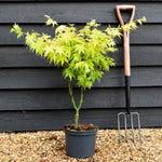 Japanese maple 'Orange Dream' | Acer palmatum - Height 60-80cm - 4lt