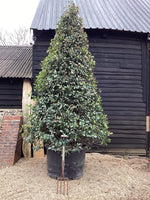 Photinia Red Robin | Christmas berry 'Little Red Robin' - Cone - 400-450cm, 375lt