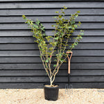 Hamamelis x intermedia 'Ruby Glow' | Witch hazel - Height 150cm - 25lt