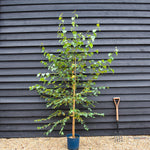 Silver Birch| Betula Pendula - Girth 6-10cm Height -180-200cm - 12lt