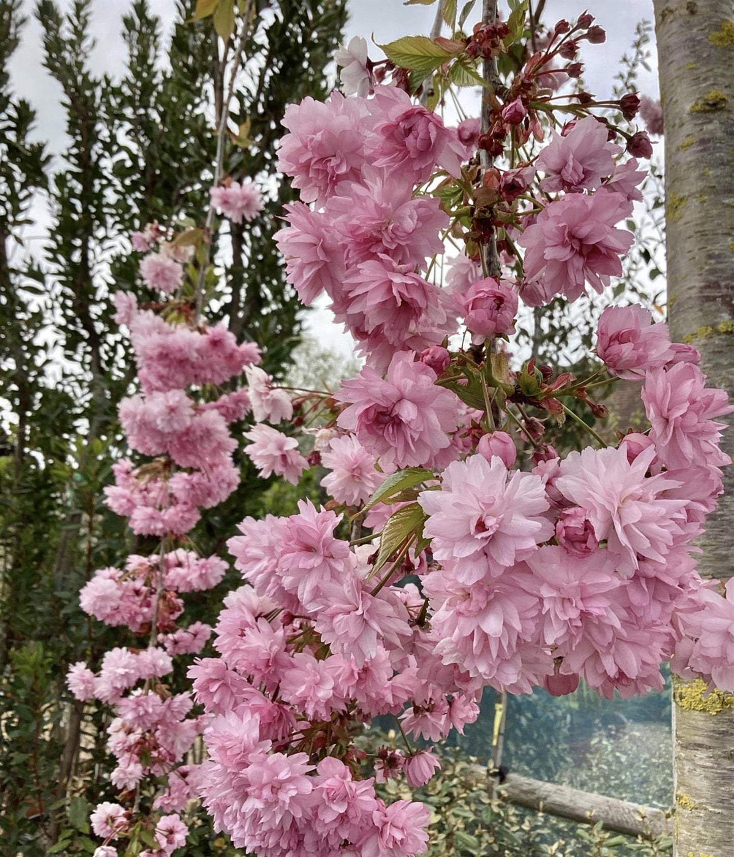 Prunus Kiku Shidare Zakura | Weeping Oriental Cherry - Girth 20cm - 350cm - 160lt