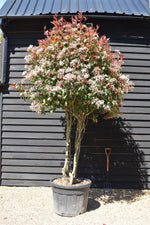 Photinia Red Robin | Christmas berry 'Little Red Robin' - Multi Stem - 275cm - 150lt