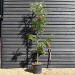 Sorbus commixta Olympic Flame | Scarlet Japanese Rowan - Height 250-270cm - 50lt