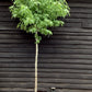 Liquidambar styraciflua | Sweet Gum Tree - 440-450cm, 90lt