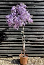 Wisteria Prematura | Japanese wisteria 'Domino' - 1/2 Standard Clear Stem - Girth 6-8cm - 160-180cm