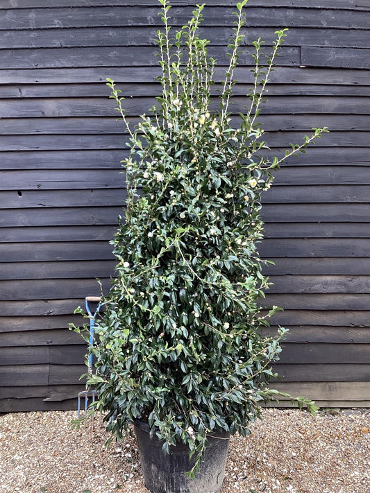 Camellia sasanqua - Large Bushy - White - Height 250cm Width 120cm - 130lt
