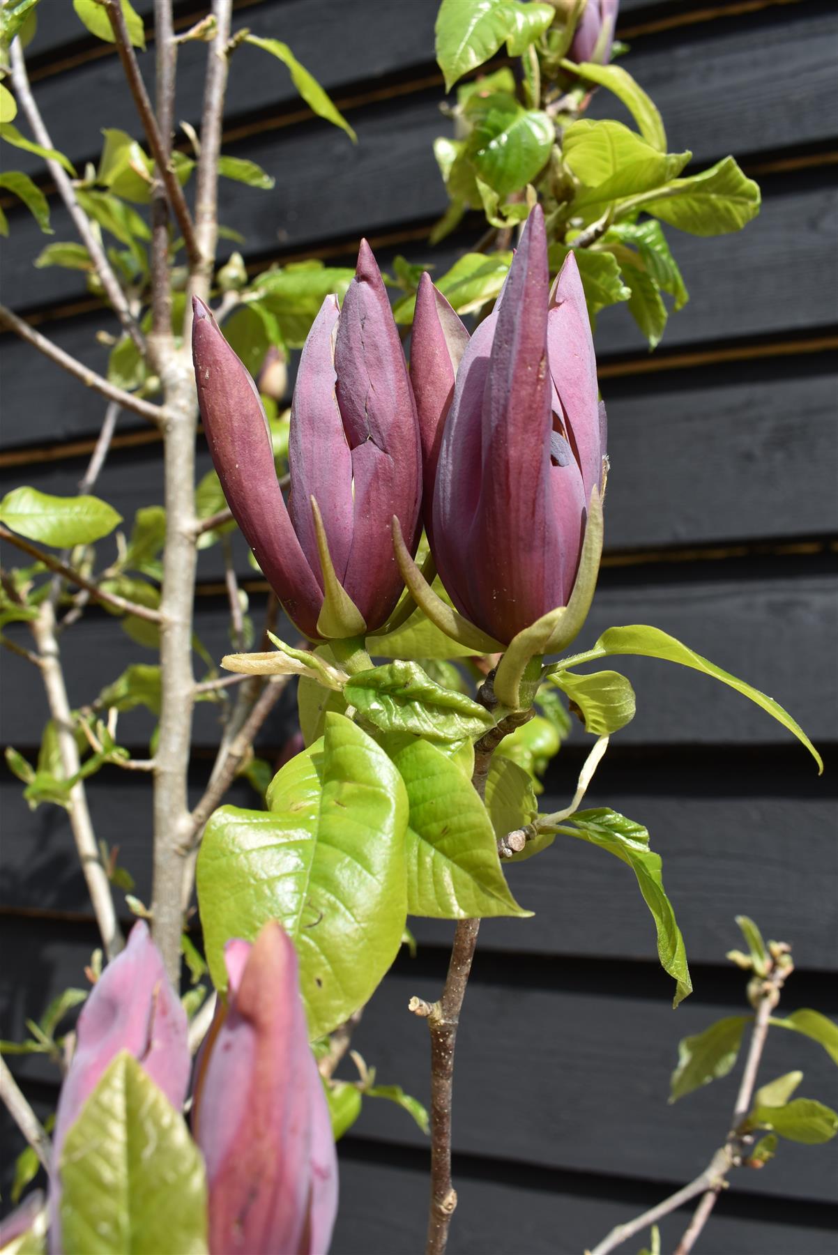 Magnolia (Dark Pink) - 180-220cm - 35lt