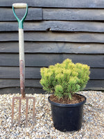 Pinus mugo 'Carsten's Wintergold' - Height 30-40cm - Width 30-40cm - 12lt