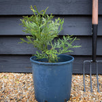 Thujopsis dolabrata - Conifer - Height 30-50cm 12lt