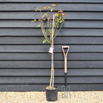Rose 'Bengala' - Clear Stem 80-90cm - Height 130-160cm - 18lt