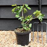 Fig | Ficus carica 'Little Miss Figgy' - Shrub - 25-40cm - 3lt