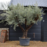 Olive Tree | Olea Picual - Specimen 25A - Triple branch - Height 270-290 cm - 375lt