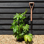 Fatsia japonica (Japanese aralia) - Height 40-60cm - 5lt