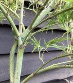 Acer dissectum | Weeping Japanese Maple - Height 160cm - 160lt