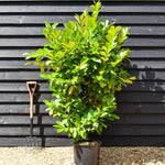 Cherry Laurel | Prunus laurocerasus Rotundifolia - Instant Hedging - Pot Grown - Height 130-150cm - 20lt