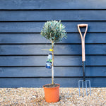 Olive Tree | Olea Europea - Clear Stem 50cm - Height 55-75cm - 5lt