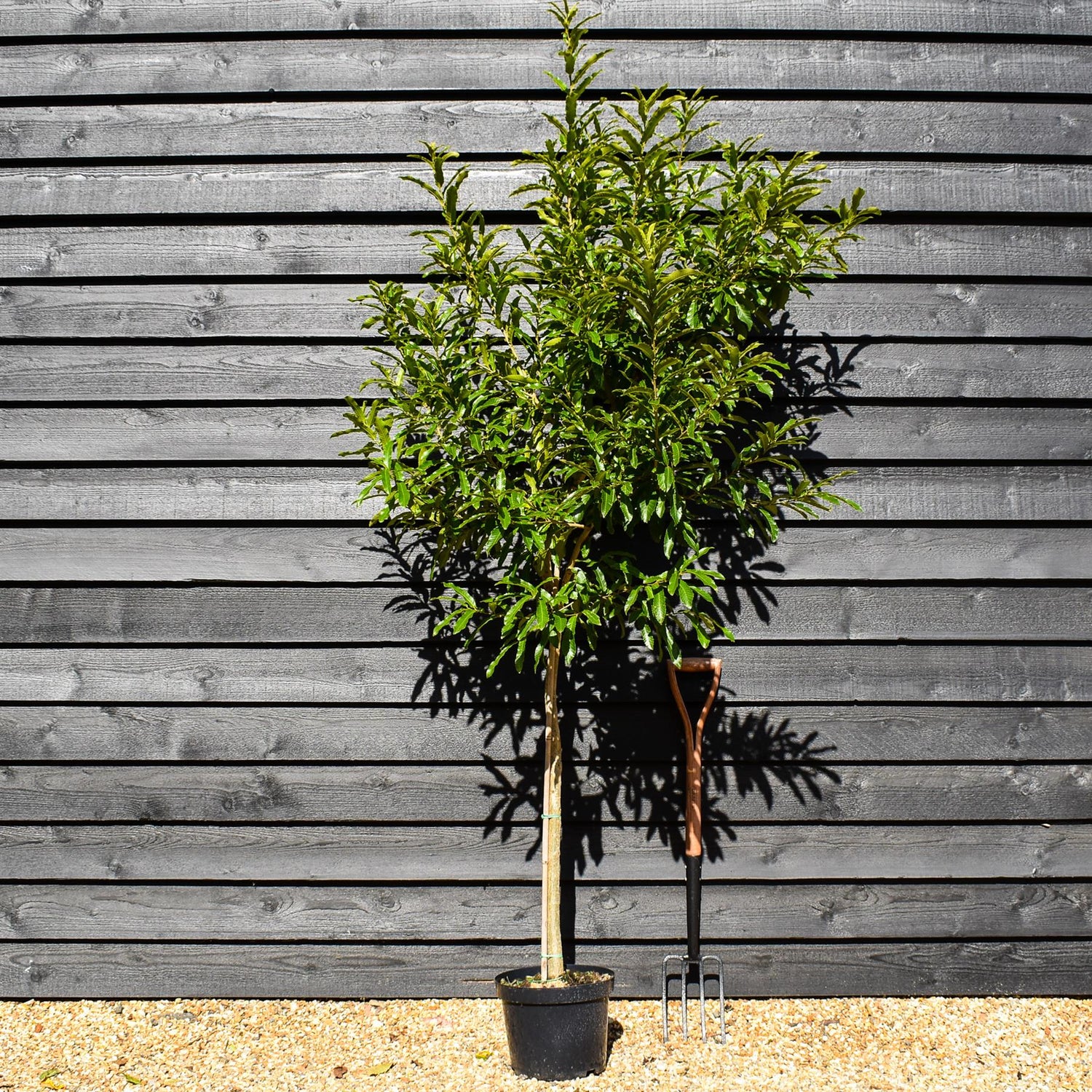 Sawtooth Oak | Quercus acutissima - Pot Grown - Height 160-180cm - 10lt