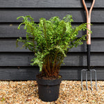 Dryopteris affinis | Cristata The King - Height 60-70cm - 7lt