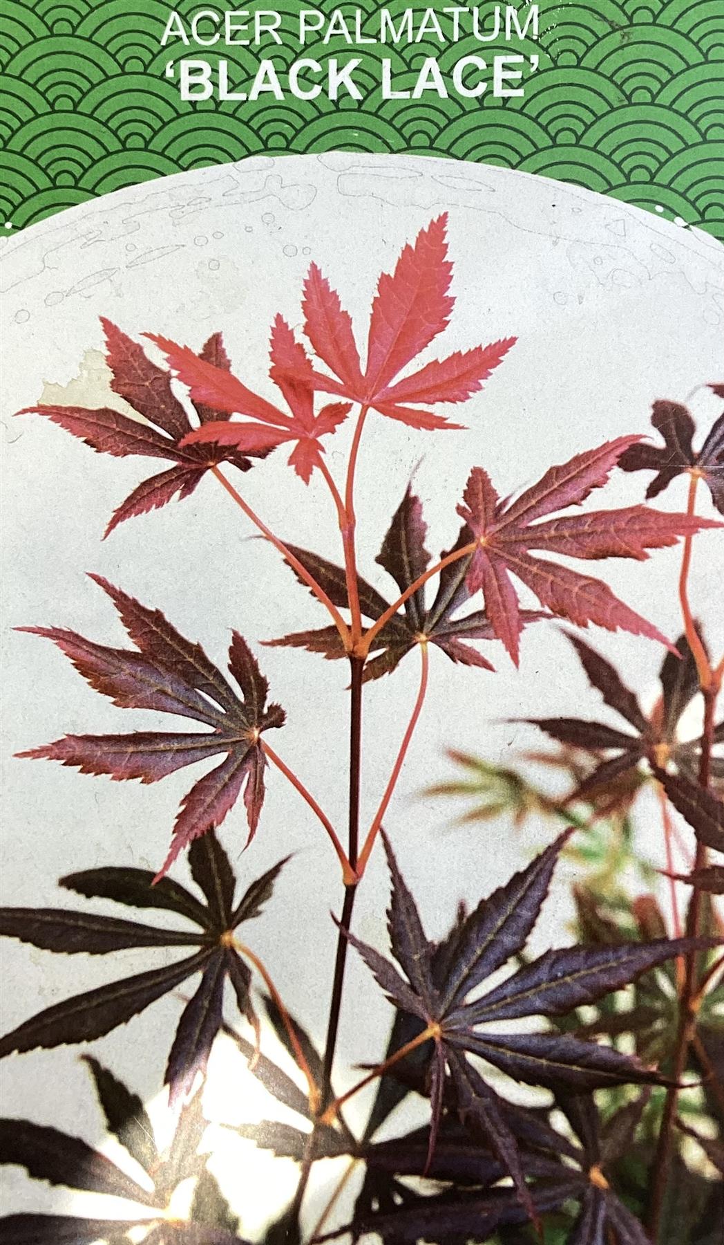 Acer palmatum 'Black Lace' | Japanese maple 'Beni-otake' - 150-200cm, 10lt