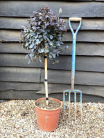 Loropetalum Fede | Chinese Fringe Flower - Ministem 50cm - Height 100cm - 7lt