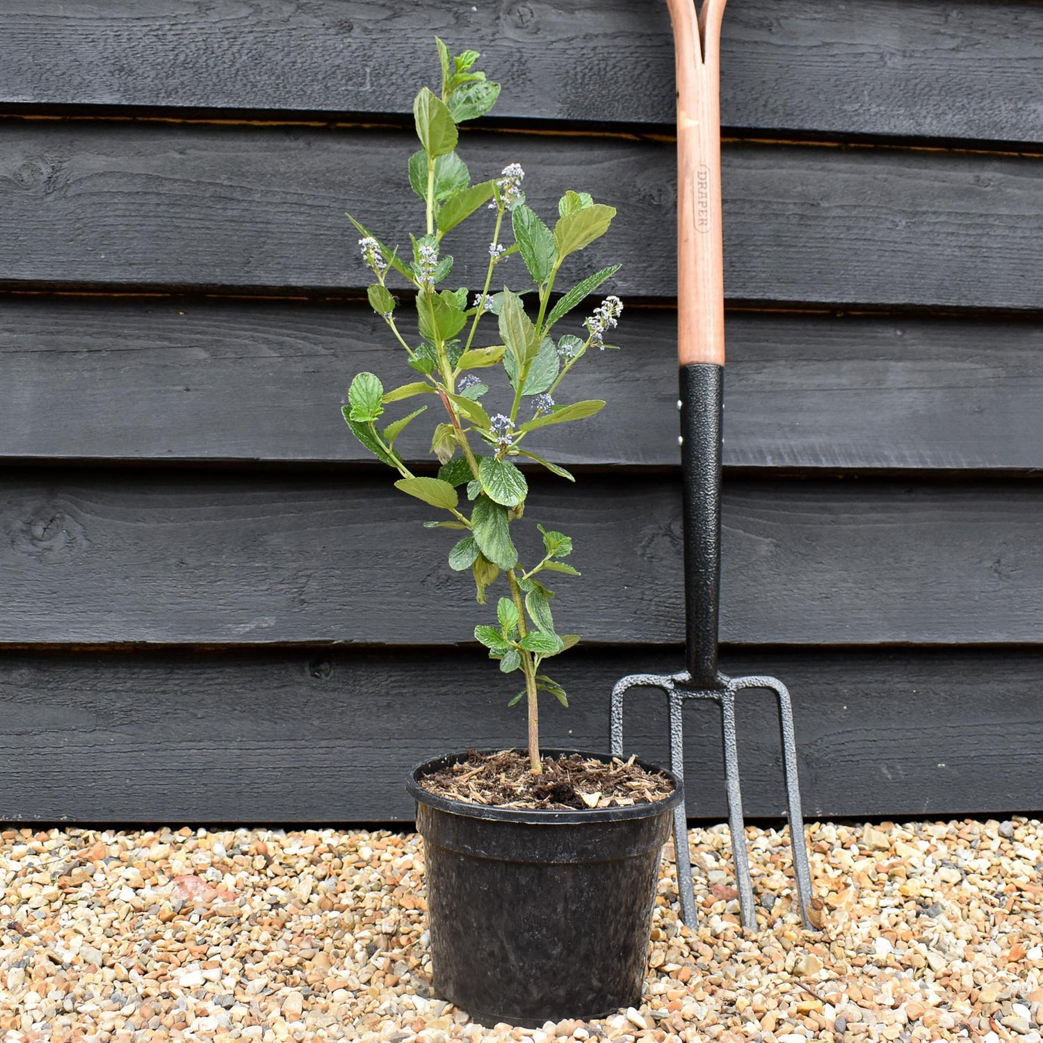 Ceanothus 'Trewithen Blue' - Height40-60cm - Bushy - 3lt