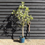 Pear 'Doyenne du Comice' | Pyrus communis - 150-180cm - 12lt