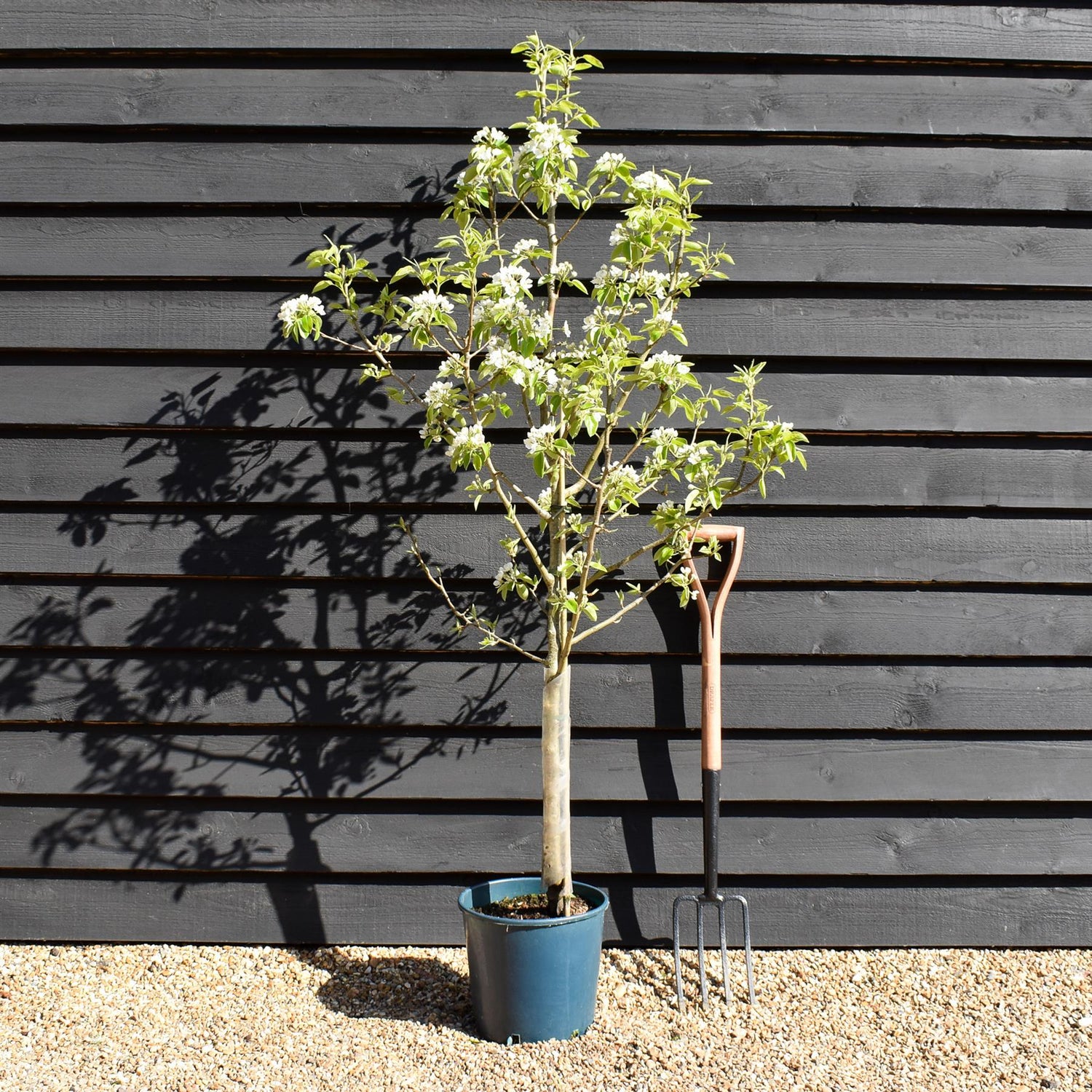 Pear 'Doyenne du Comice' | Pyrus communis - 150-180cm - 12lt