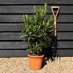 Nerium oleander - Red - 80cm - 7lt