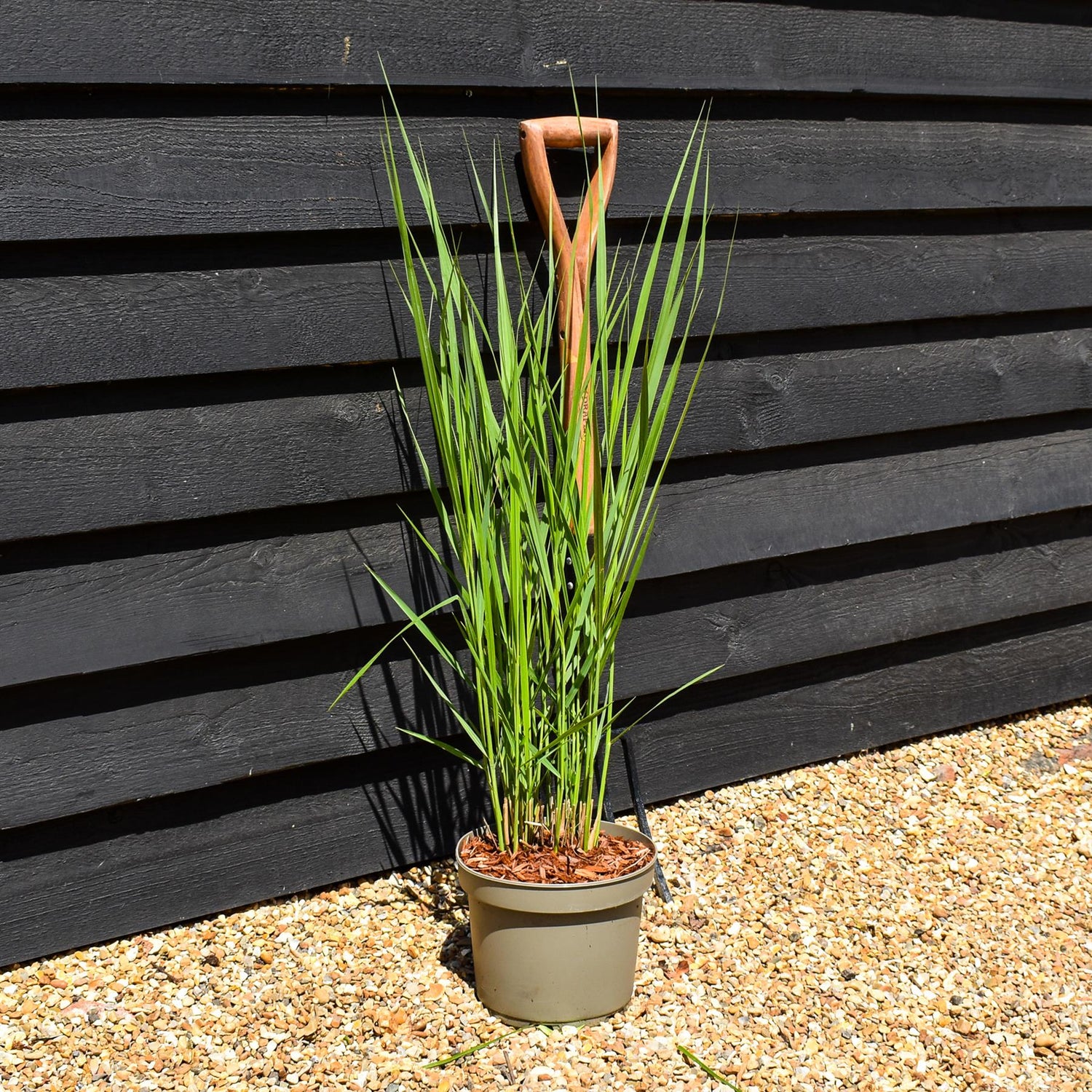 Panicum virgatum 'Northwind' - Grass - Herbaceous Perennial - Height 70-80cm - 6.5lt