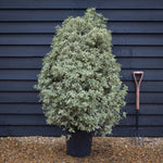 Pittosporum tenuifolium Variegatum - Height 140-160cm -25lt