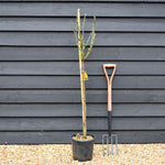 Rose 'Giallo Puro Intenso' - Clear Stem 80-90cm - Height 130-160cm - 18lt