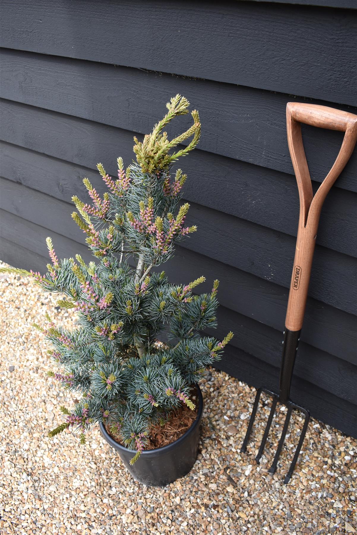 Pinus parviflora 'Aui' | Japanese white pine - Height 60-80cm - Width 40cm - 11lt