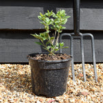 Vitex 'Chicagoland Blues' - Height 20-30cm - Bushy - 2lt