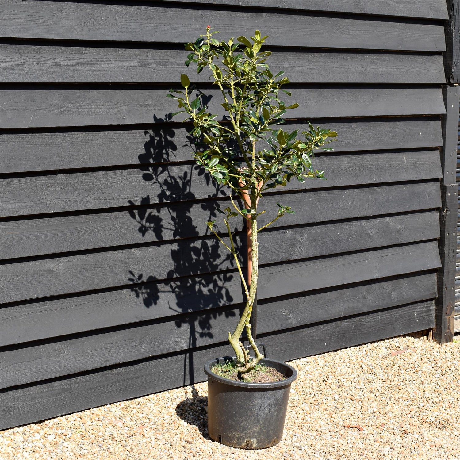 Ilex J.C. Van Tol - 120-130cm - 20lt
