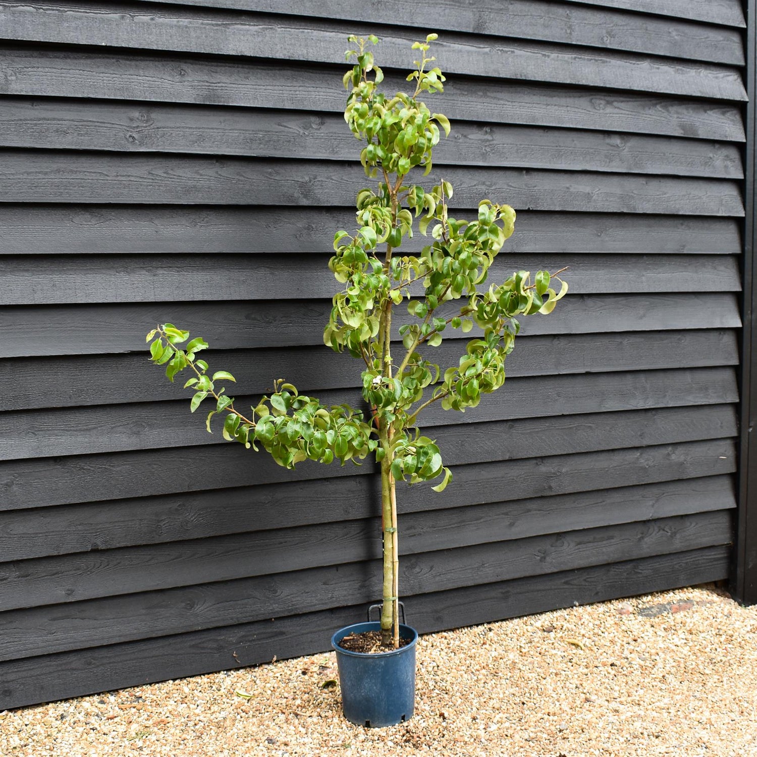 Pear 'Beurre Hardy' | Pyrus communis - 150-160cm - 12lt