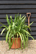 Agapanthus - Phantom | African Lily - 70cm - 25lt