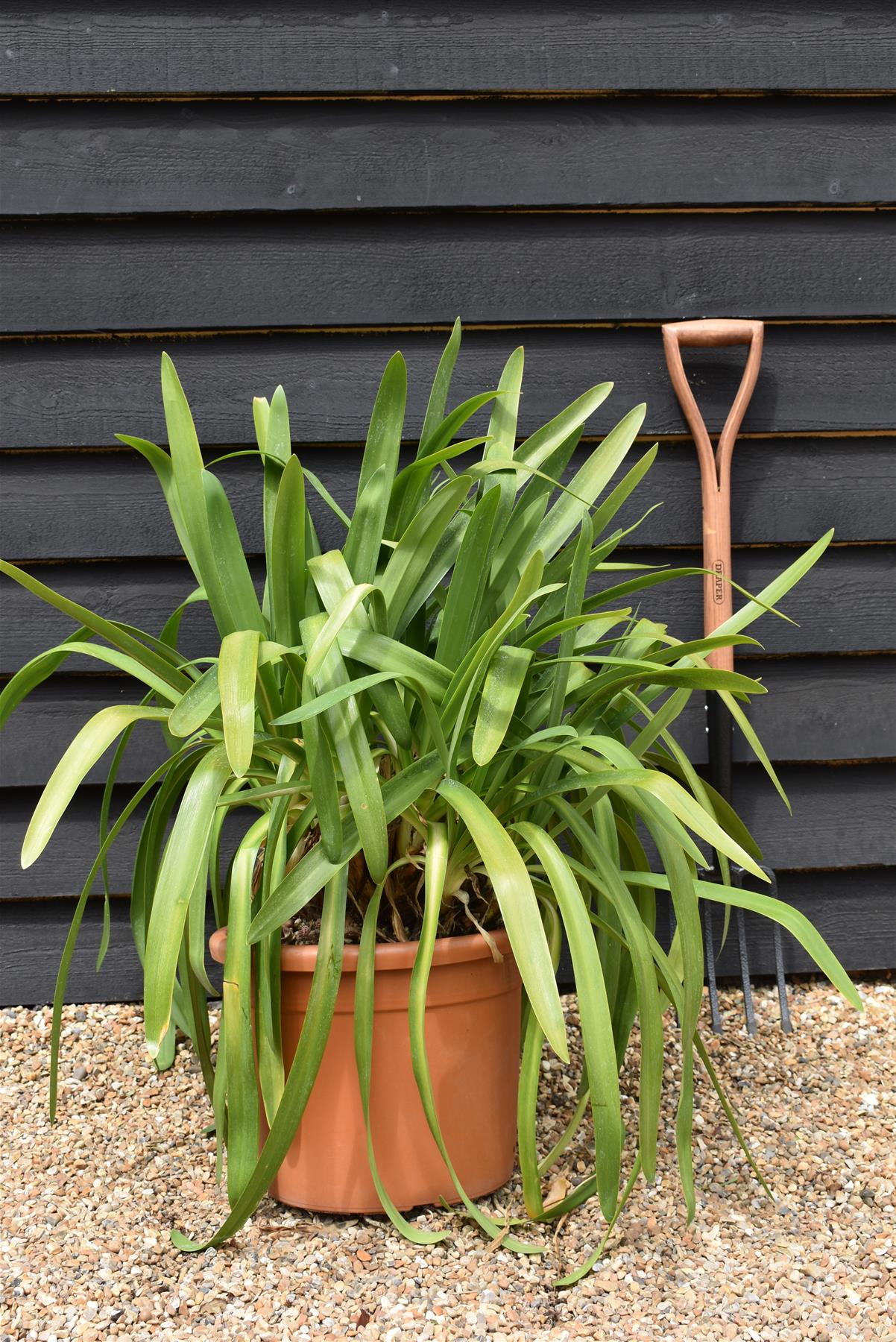 Agapanthus - Phantom | African Lily - 70cm - 25lt