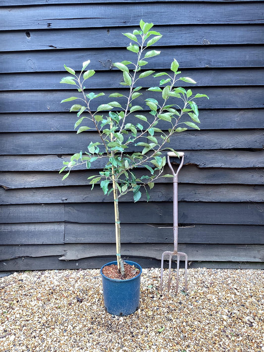 Apple tree 'Fiesta' | Malus domestica - M26 - Dwarfing - 150-160cm - 10lt