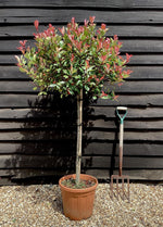 Photinia 'Atropurpurea Nana' | Japanese barberry 'Atropurpurea Nana' 1/2 std Clear Stem - 140-150cm, 25lt