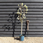 Pear 'Williams' Bon Chretien' | Pyrus communis - 150-160cm - 12lt