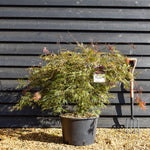 Acer palmatum 'Inaba-Shidare' - Clear Stem 60cm - Weeping - Height 110cm - 30lt