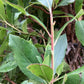 Arbutus unedo Tree |  Strawberry Tree - Standard - Girth 12-14cm - Height 330-350cm - 45lt