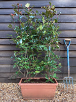 Photinia Magical Volcano - Flowerbox - Trough - Instant Hedging - Height 90-100cm - Width 60cm - 60lt
